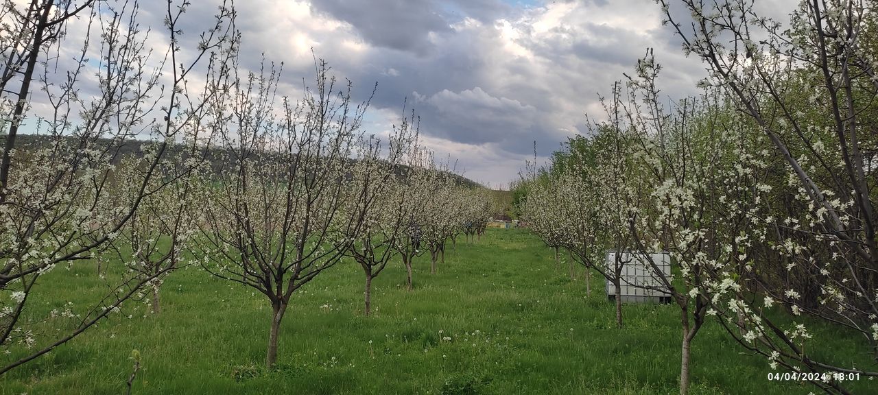 Продава се Парцел в с. Мерданя, Област Велико Търново - 3241 кв.м за 9 €/кв.м - Снимка #1