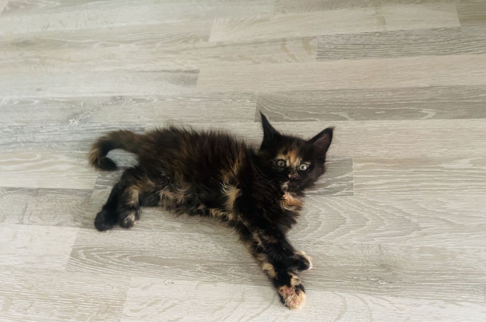 Шикарный котёнок Мейн-кун, девочка, 3 месяца