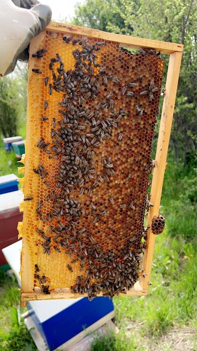 Vând  POLEN păducel 2025 crud