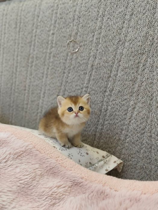 Продаются  котенок чёрны золота