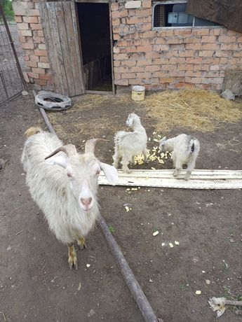 Продам коз породы российской