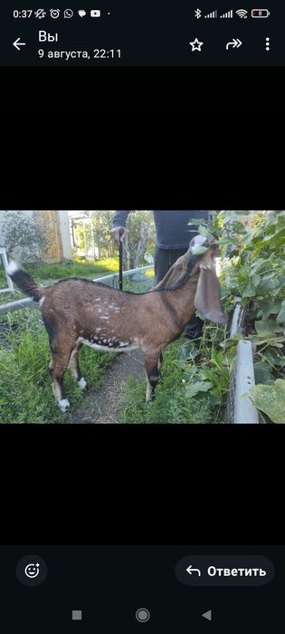 Продам или обменяю!