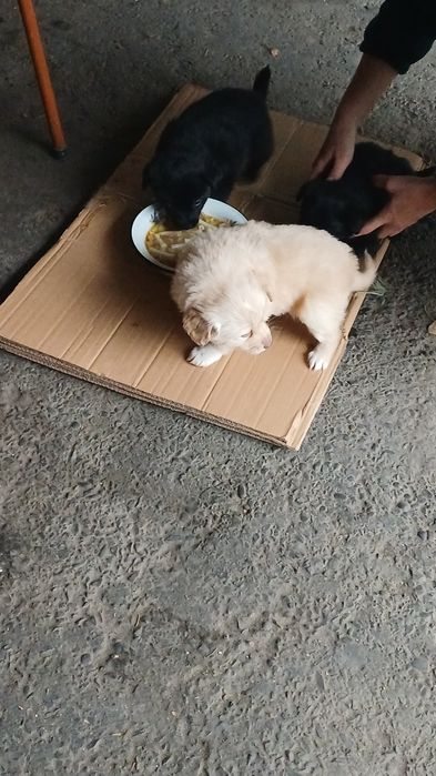 Продам щенков дворняжки