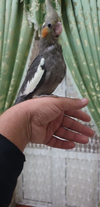 Papugay karelo 2 oylik tuchnoy