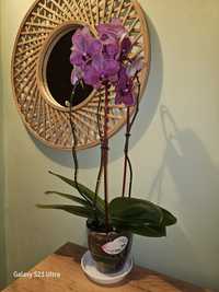 Vând Orhidee Phalaenopsis