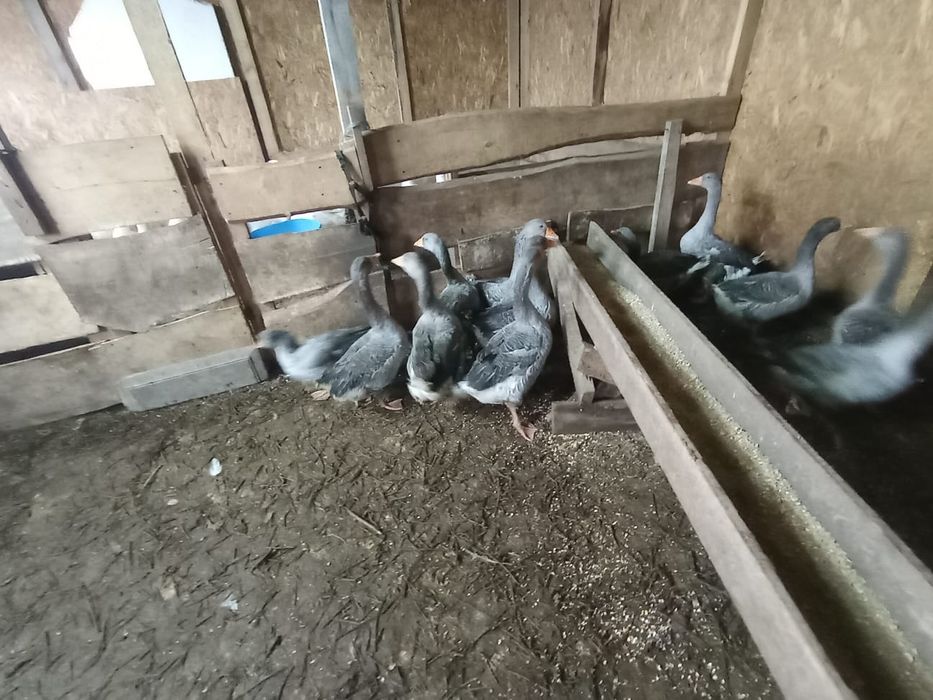 Продаются  гусей