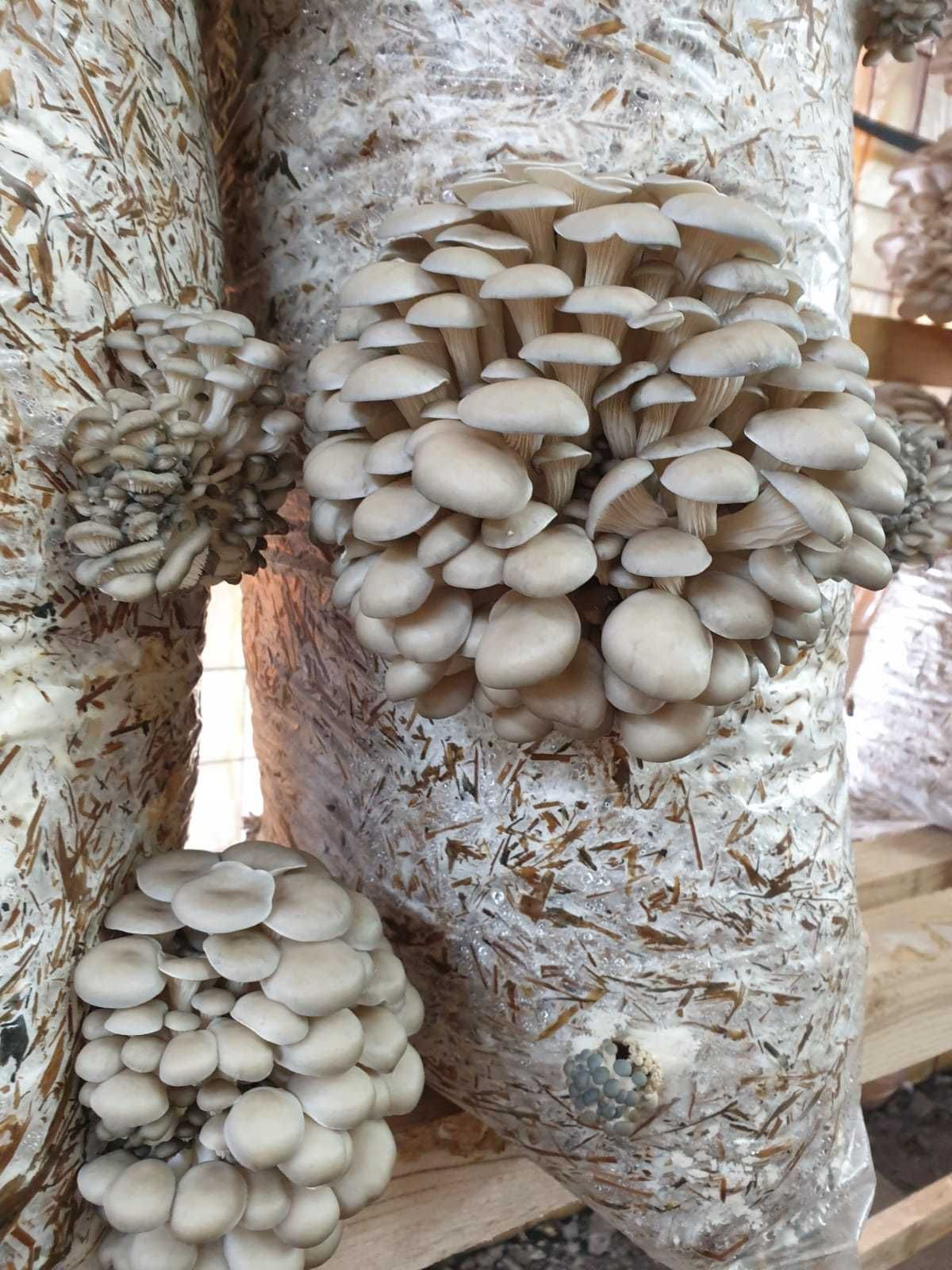 Compost ciuperci pleurotus