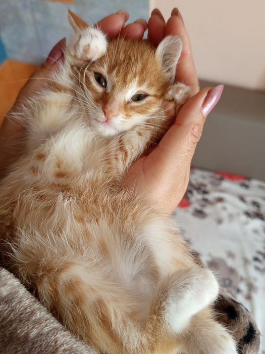 Donez puiuți de pisica in Iași