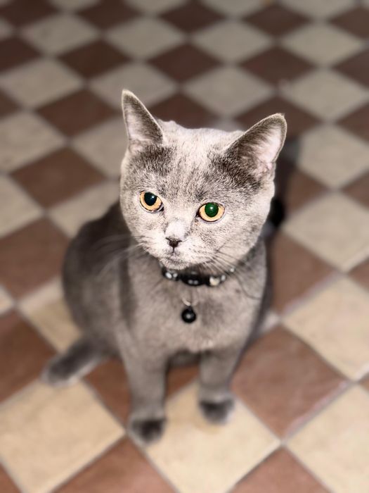 Британская кошка