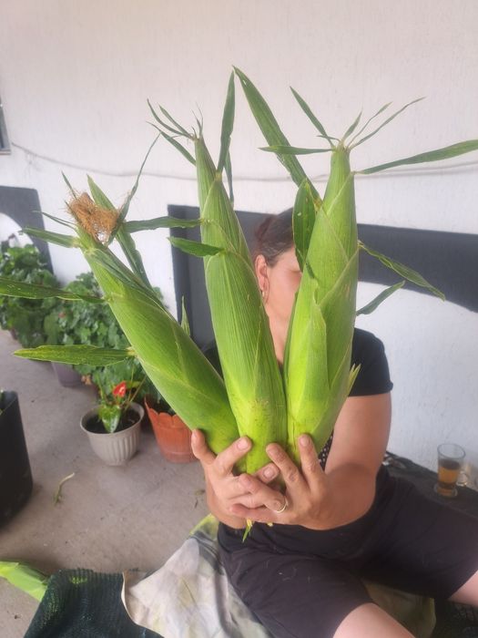 Porumb zaharat soi Messenger