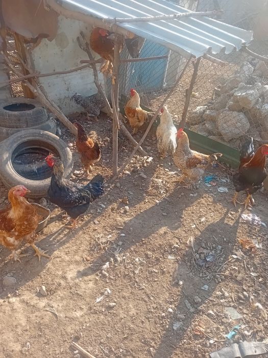 Ассалаумағалайкум жігіттер қораздар сатылады