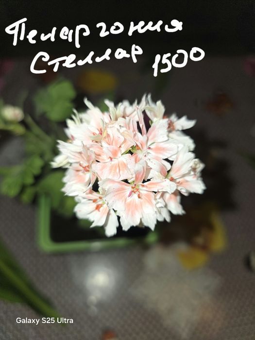 Продам комнатные растения