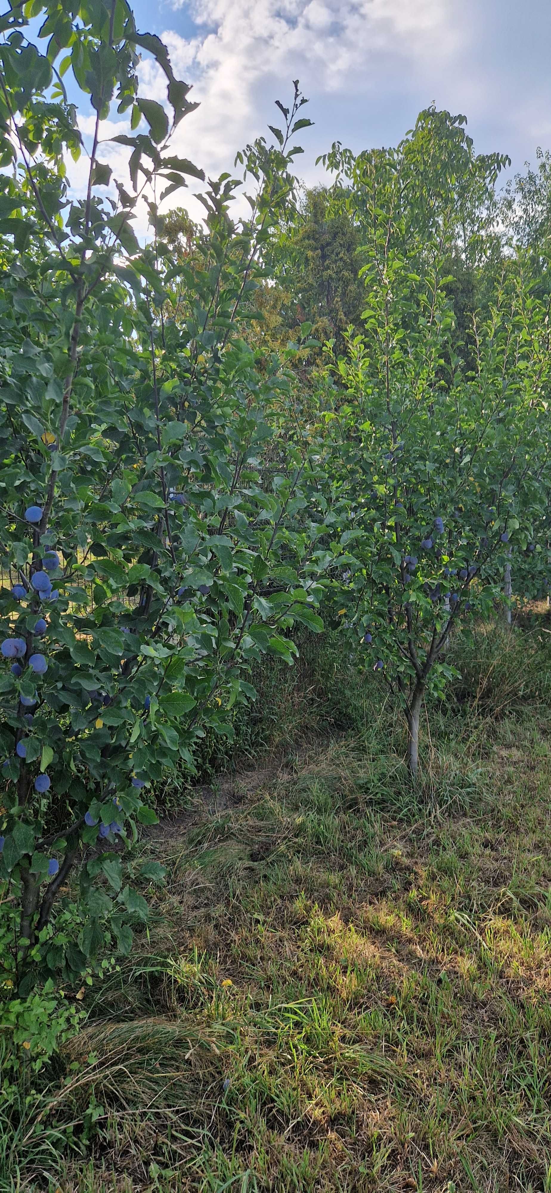 Prune de vânzare