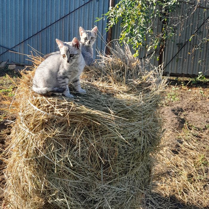 Кошки, в хорошие руки!