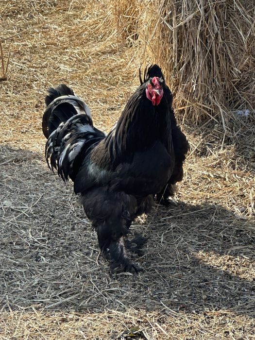 Петухи.         .