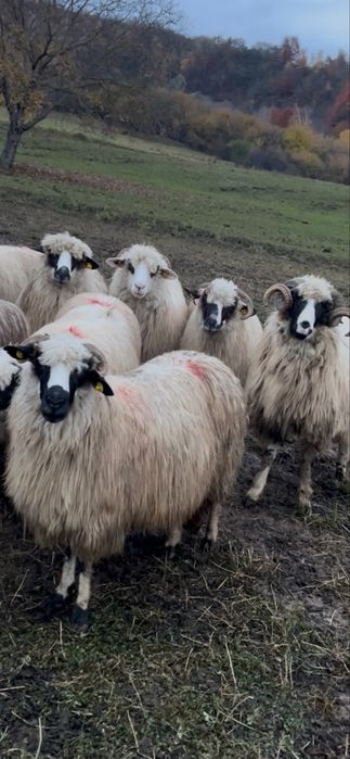 De vanzare 9 oii si un berbec pe ales