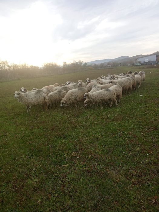 Vând 40 de oi și 1 berbec