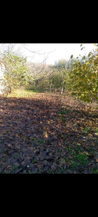 Овощна градина с насаждение от над 500 дръвчета