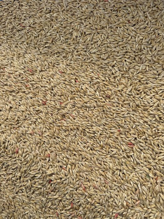 Orz de samanta jup c2 (sau porci ) grau anapurna c2