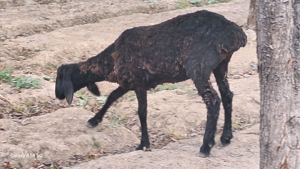 Жайдари кузилар келиштириб бераман