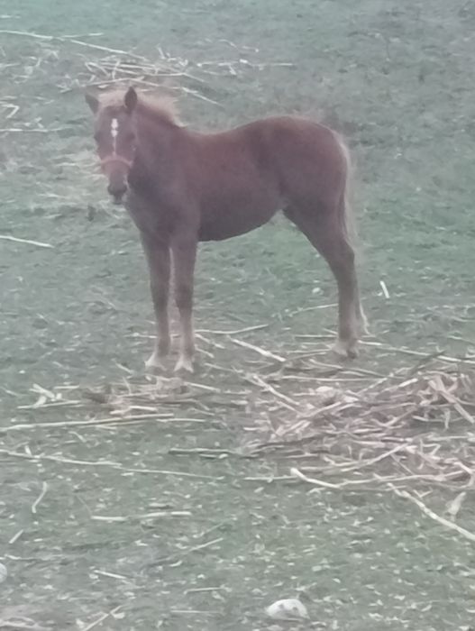 Iapă  cu mînză de 6 luni Berlești Gorj