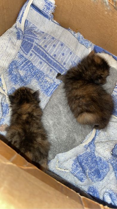 Отдам в хорошие руки! 2 лучик солнца, обе девочки.