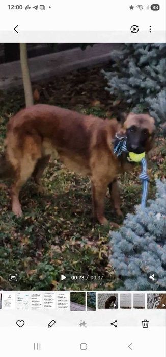 Mojizani bosib o'tgan qahramon it uchun uy izlayapmiz