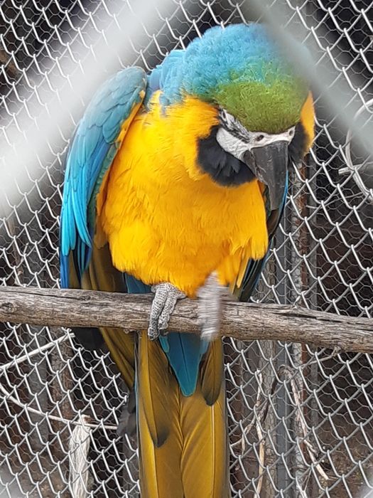 Мъжка синьожълта ара