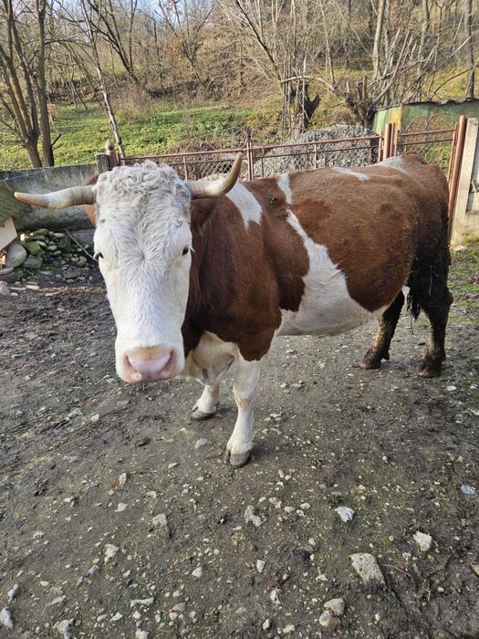 Vând vacă gestanta