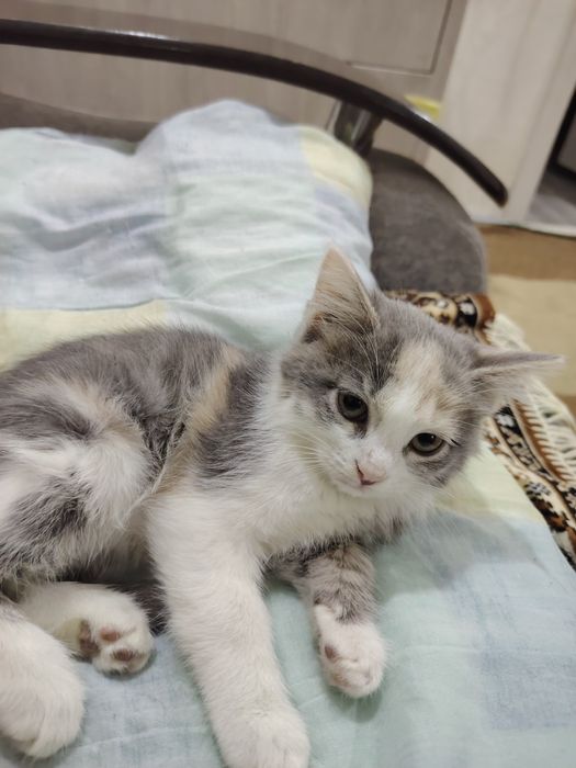 Присраиваются котята