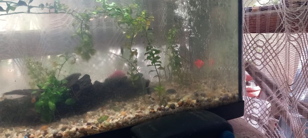 Acvariu juwel 80l
