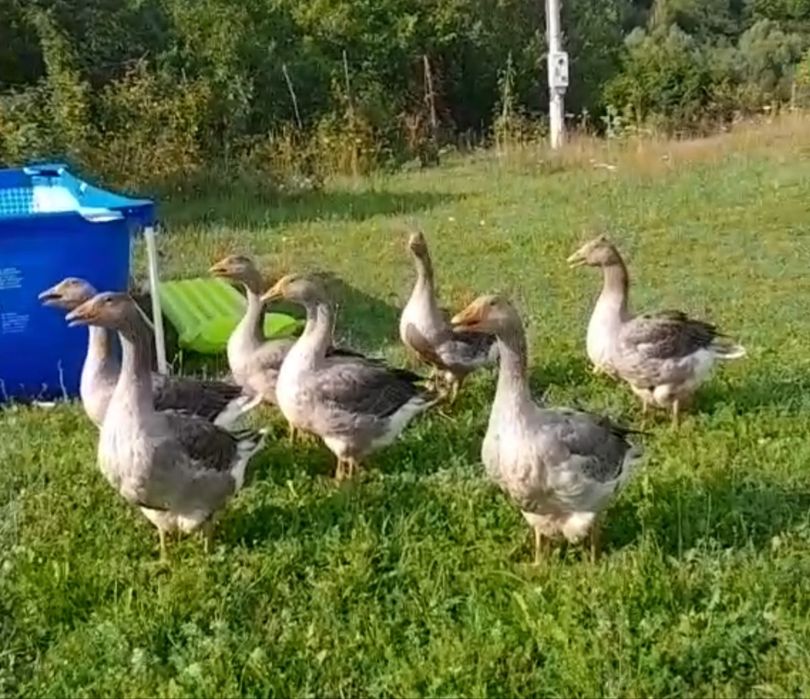 Gâște 6-7 kg tăiate