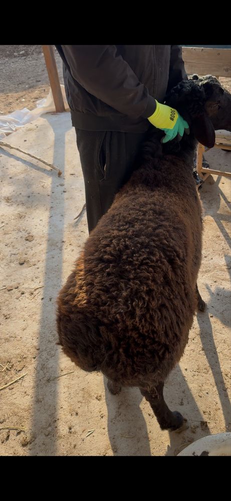 Qoylar sotiladi samarqandan kelgan