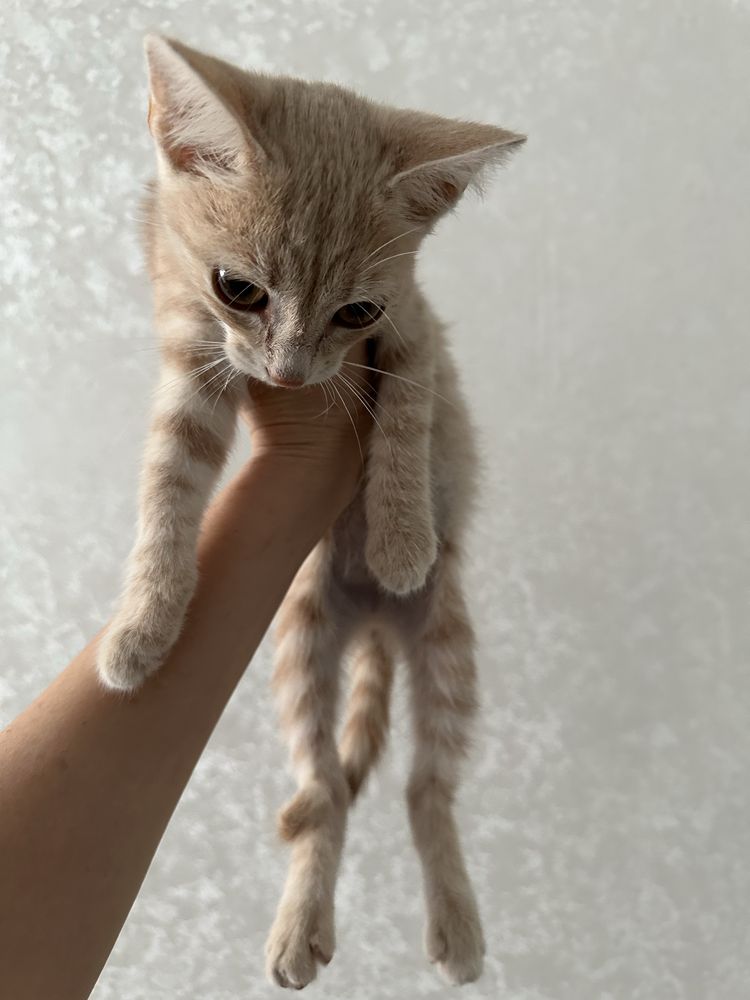 Котенок девочка бесплатно в добрые руки