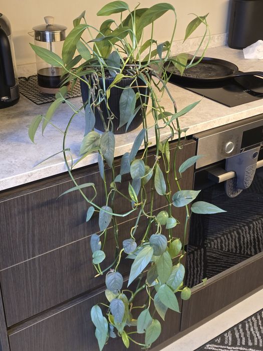 Висящо цвете 90 см