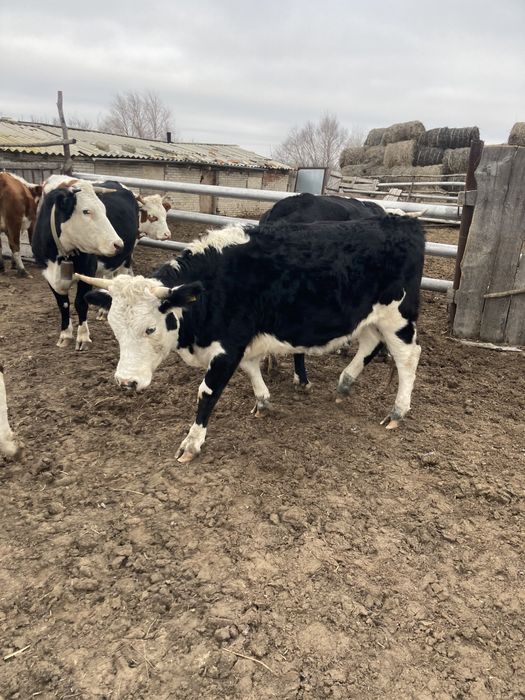 Корова, согым, телка, кашар