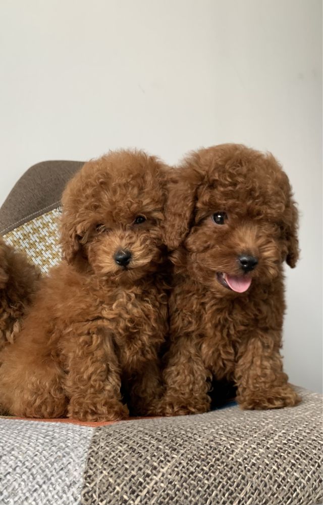 Пудел Той,Poodle Toy