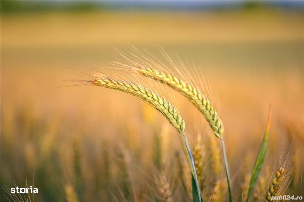 Vand teren arabil Valea Argovei jud. Calarasi