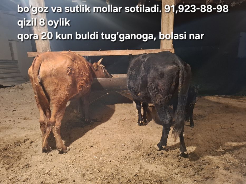 Бугоз, она бола, Кора моллар сотилади йеб ичишига гарантия