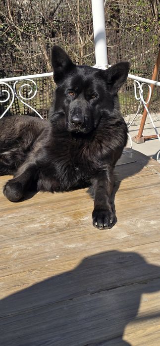 Кобель на вязку возраст три года