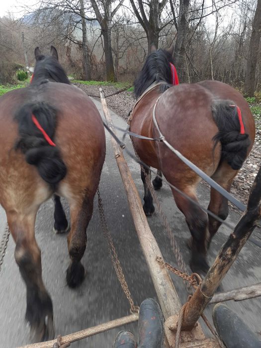 Iepe de vânzare de 6 ani