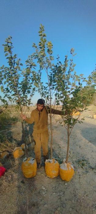 Qayragʻoch va Sada Qayragʻoch ( Gujum ) koʻchatlari