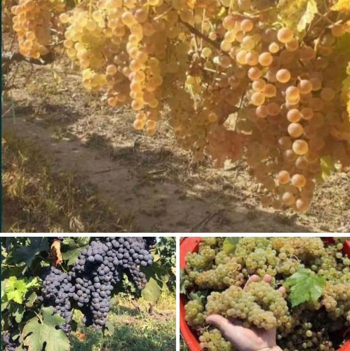 Struguri de vin calitate