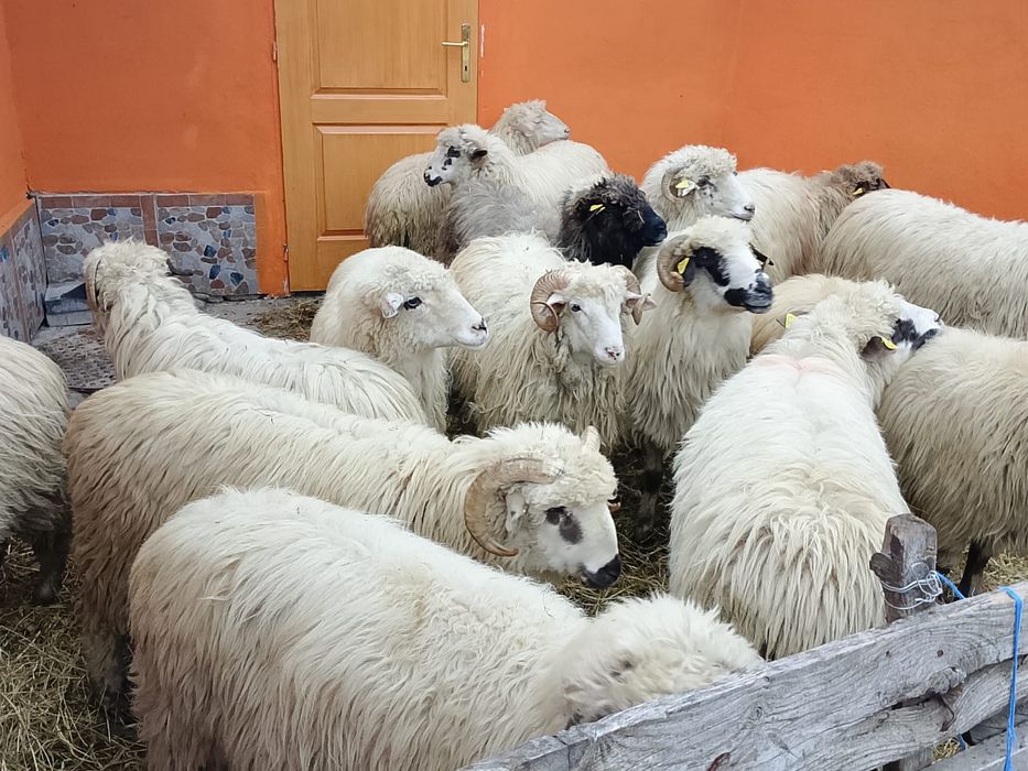 Vând 9 oi și 6 berbecuti