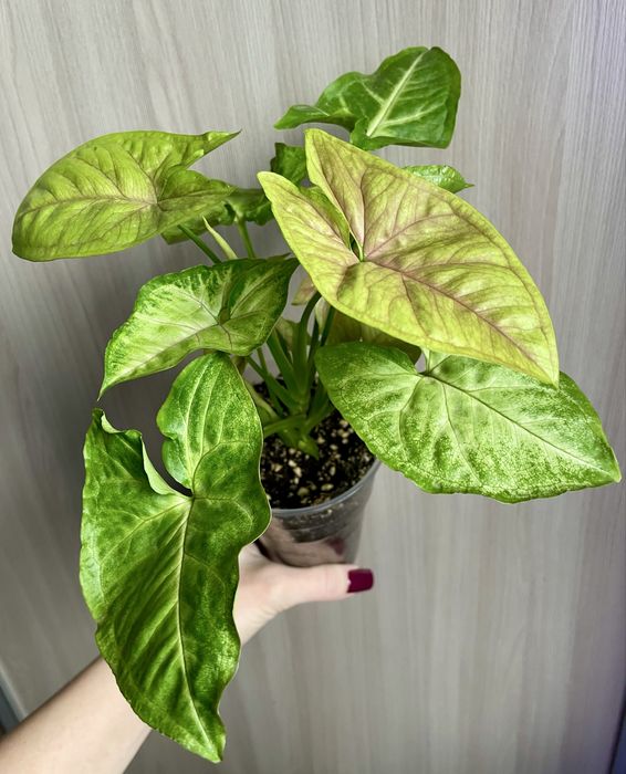 Сингониум «Лайм»