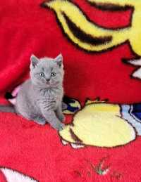 British shorthair blue