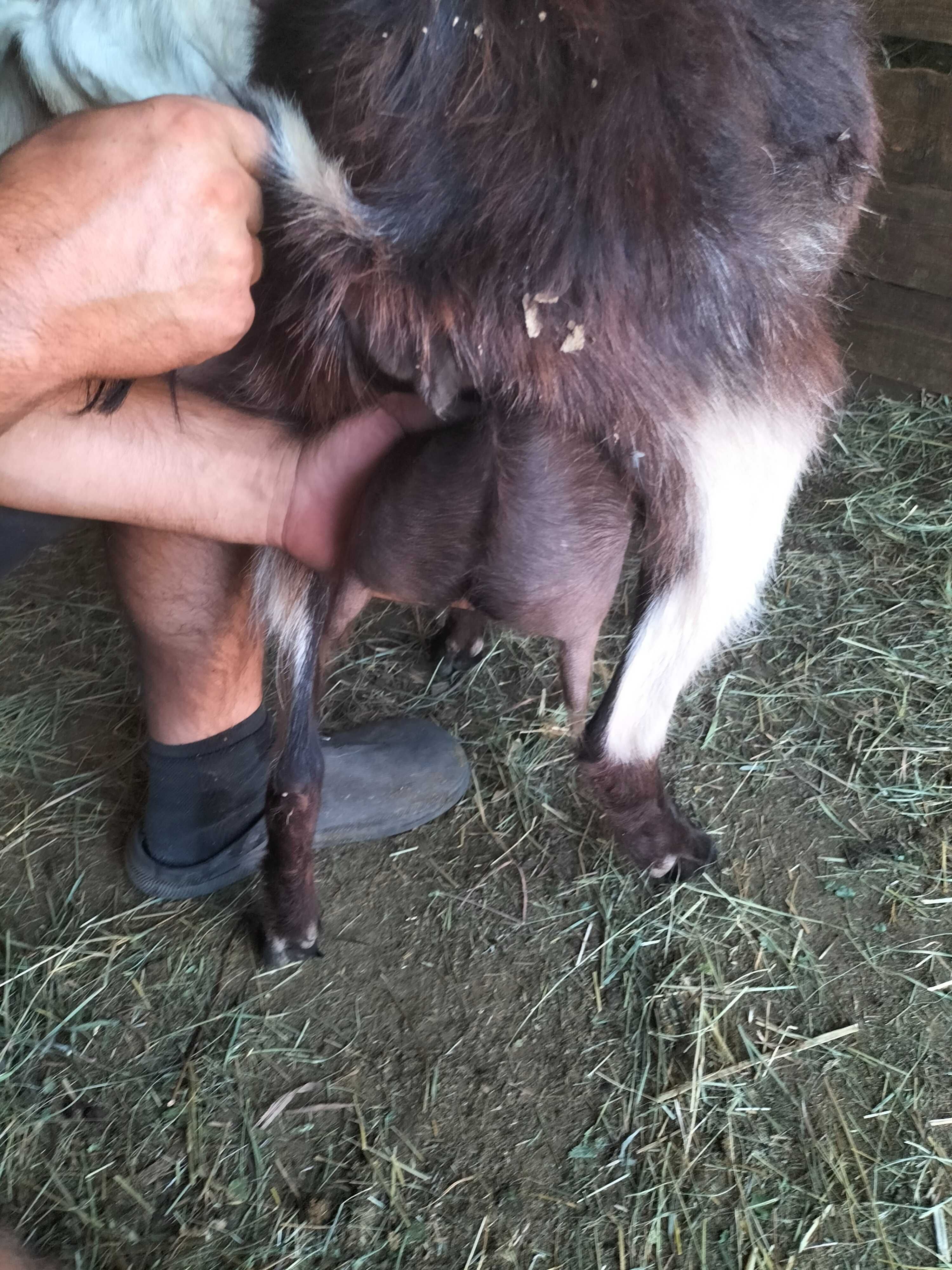 Vând 6 capre și ieduțe din primăvară.