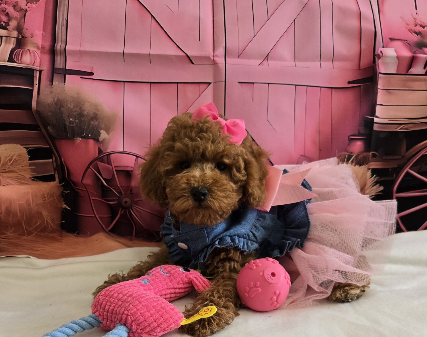Пудел той/мини Poodle toy с родословие