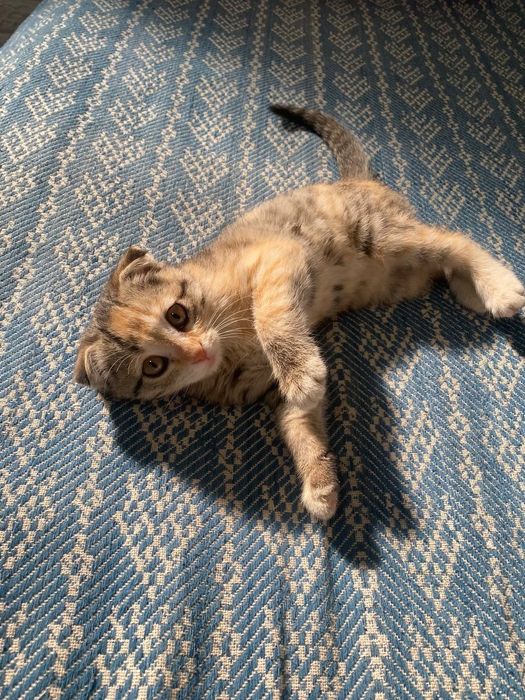 Продаётся вислаухая девочка