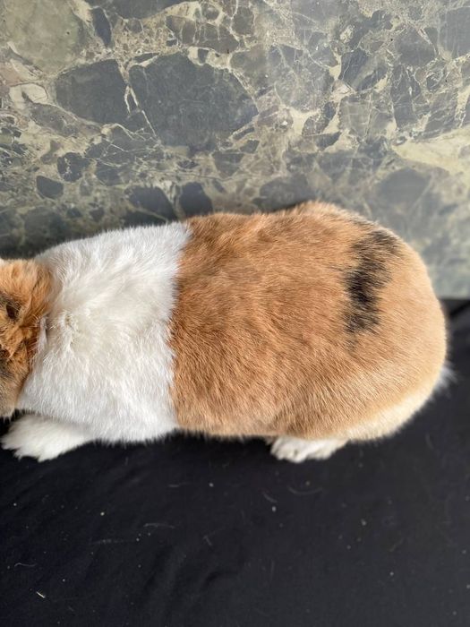 Quyon yapon akras sames paroda